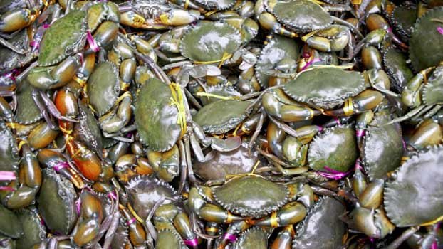 Hustle, bustle returns to plants as crab, eel exports to China resume