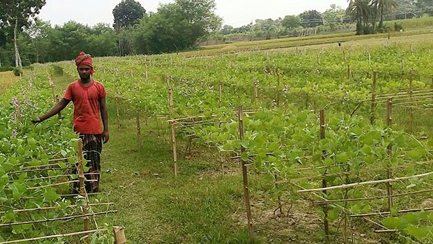 Bean cultivation benefits farmers of Chuadanga