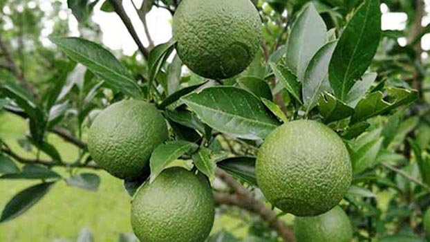 Citrus fruit farming contributes to Rajshahi’s economy