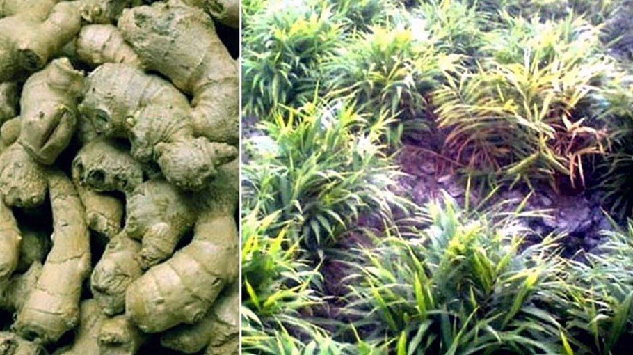Farmers eying bumper ginger production in Rangpur region