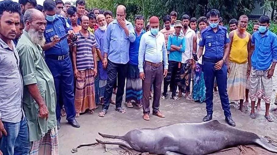 Fishermen recover dead dolphin from Teesta