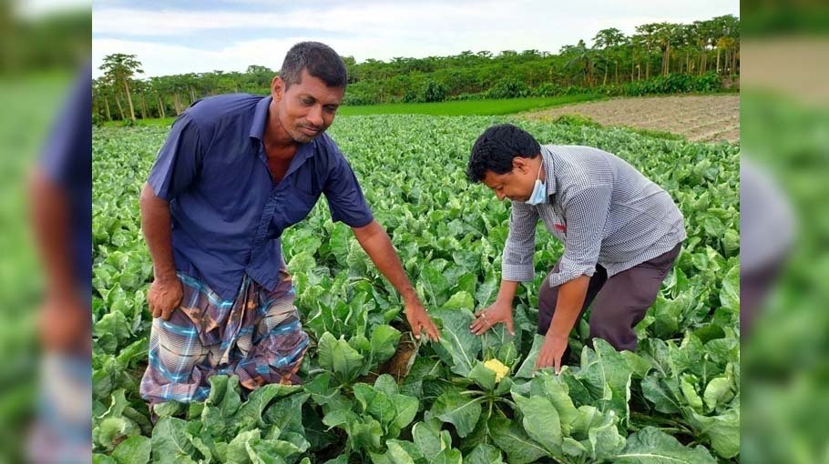 Summer cauliflower yield delights Rajshahi farmers