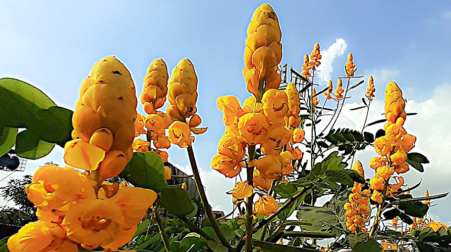 Dad Mardan, an uncared-for plant with medicinal benefits