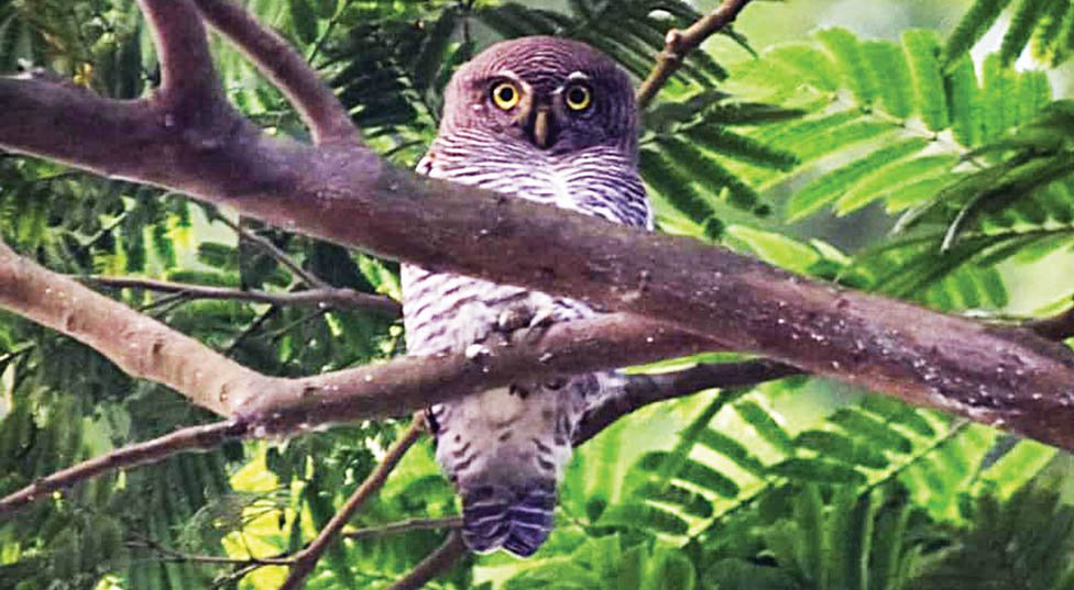 Jungle Owlet- new species of  bird detected in Bangladesh 