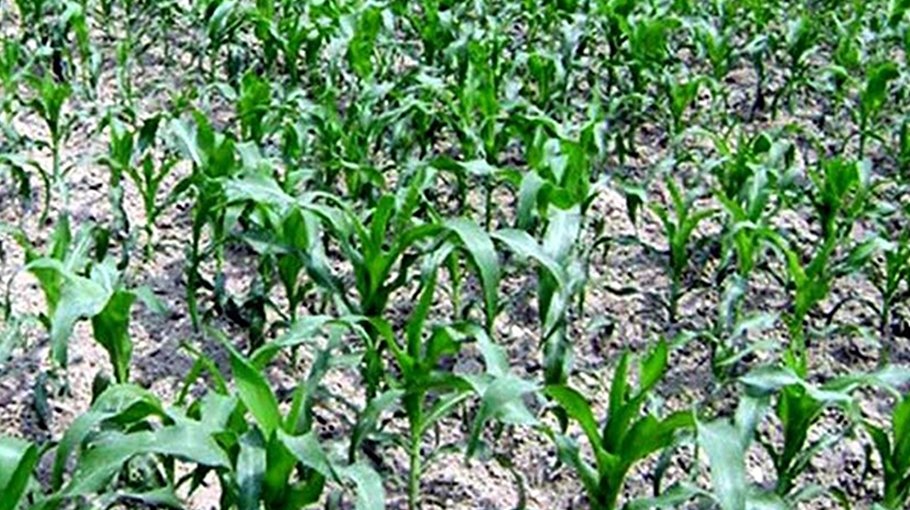 Rangpur region to produce 11.33 lakh tonne maize