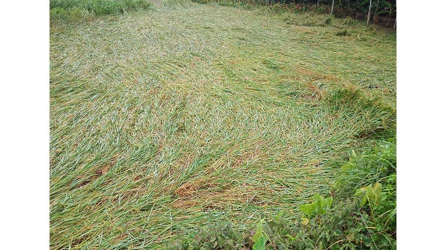Untimely rain affects Aman paddy in Jhenaidah