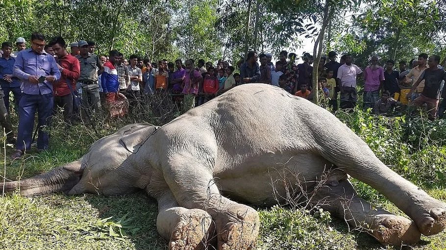 Wild Asian elephant calf found dead in Sherpur