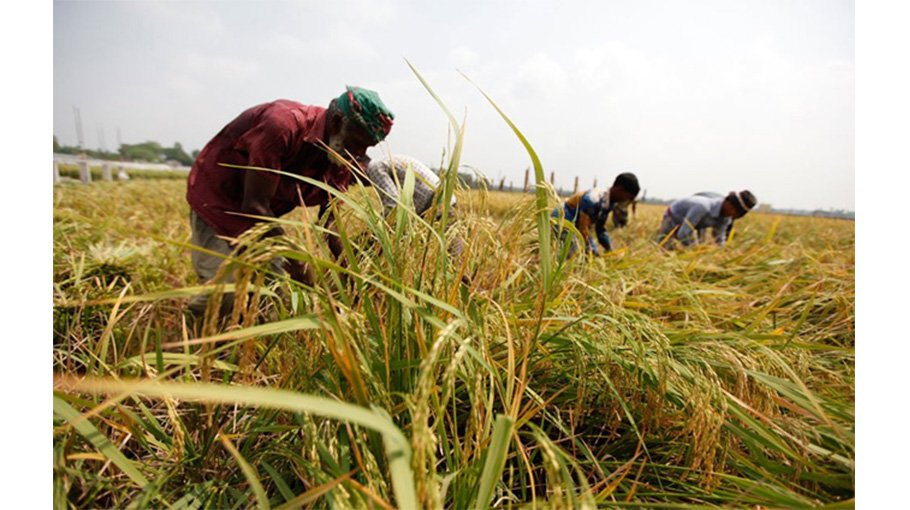 Aman harvesting goes on in full swing in Manikganj