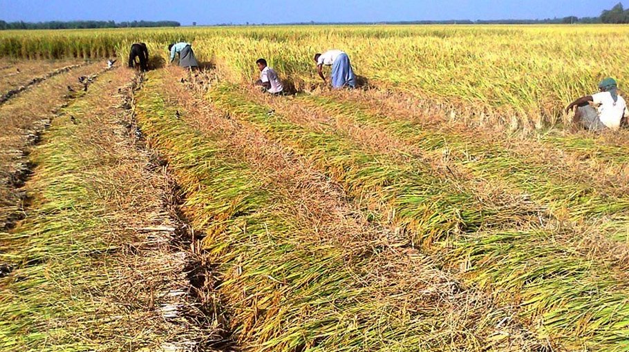 Bumper Aman rice output  predicted for Rangpur