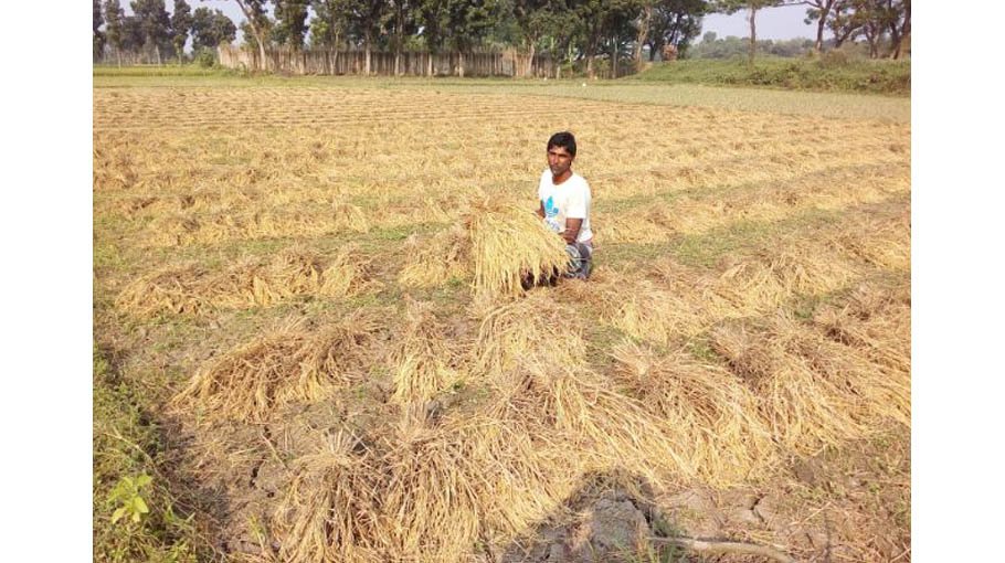 Bumper yield of T-Aman  satisfies local farmers