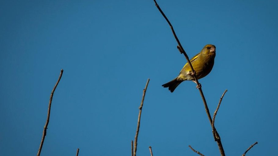 Nearly 30 percent of UK birds endangered