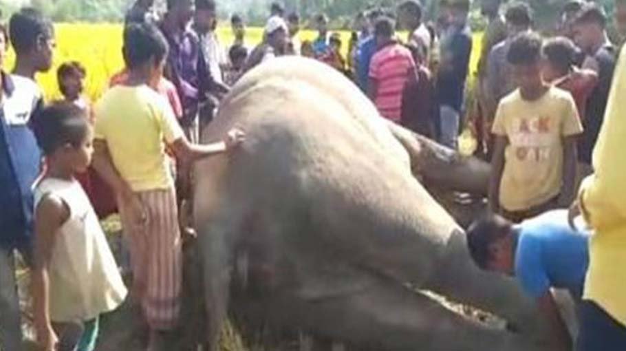 Electrocution becomes leading cause of death for elephants