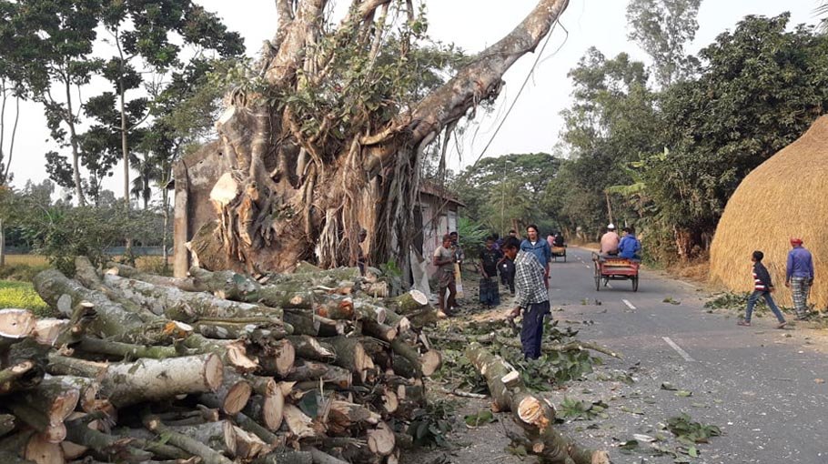 Century-old trees being  cut down in Tarash