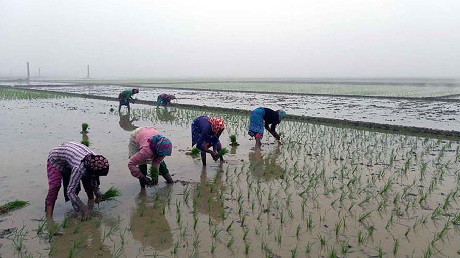 35.52 lakh tonnes Boro rice expected in Rajshahi