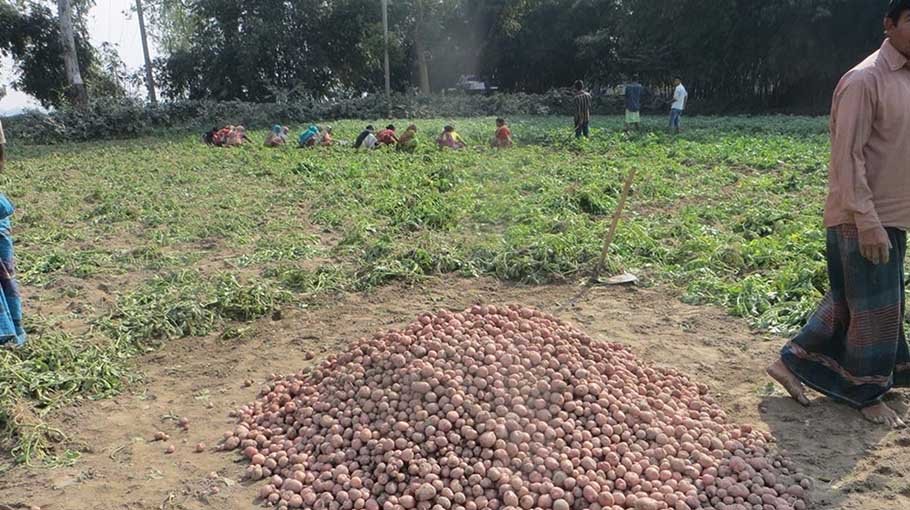 Panchagarh farmers happy with bumper potato production