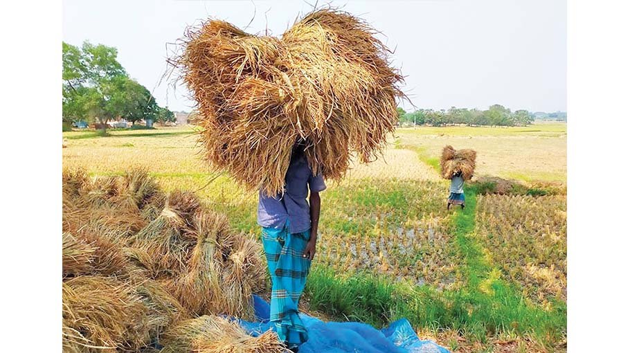 Govt procures 80,151 tonnes  of Aman rice in Rajshahi 