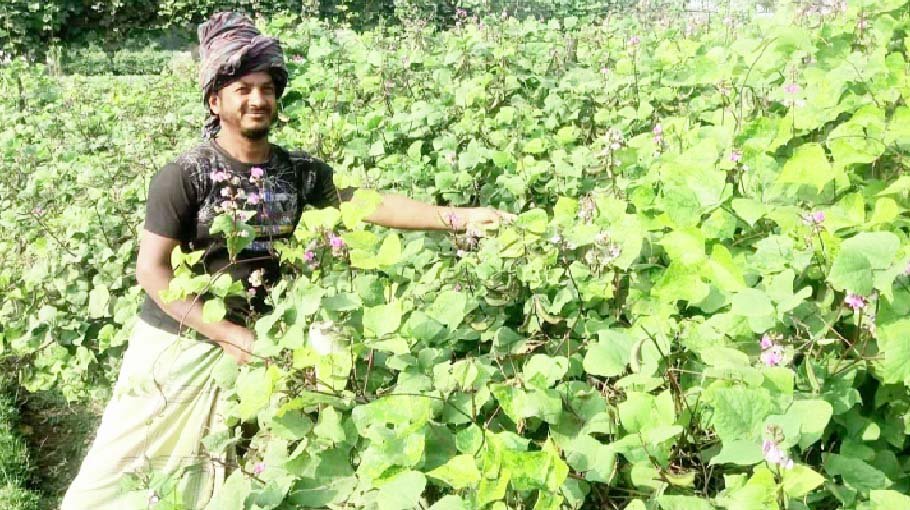 Bumper bean production achieved in Kishoreganj 