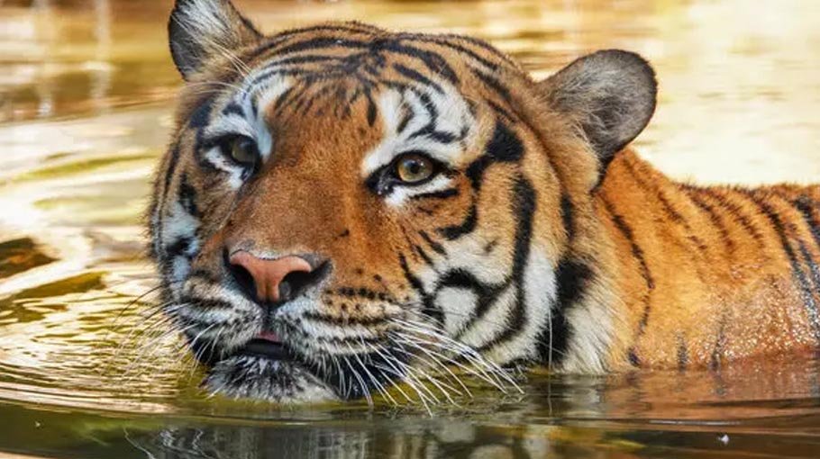 Tiger gunned down at Naples Zoo after biting cleaner's arm