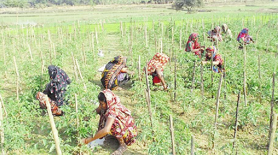 Krisaker Janala app brings massive changes in agriculture
