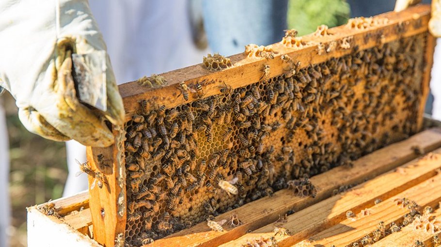 Over 33 tonnes honey collected in Jamalpur 