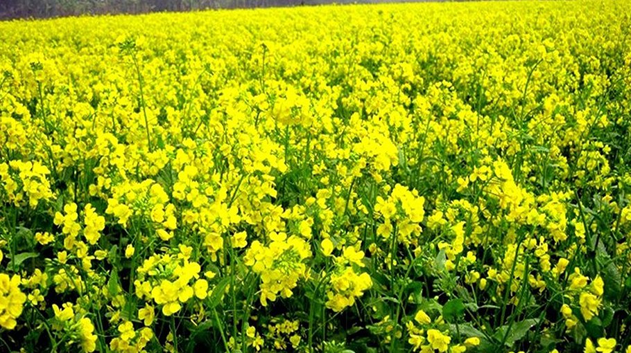 Bumper mustard production likely in Rangpur region