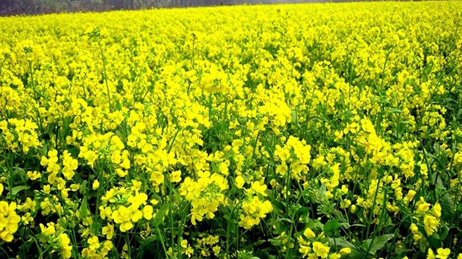 Bumper mustard harvest likely in Rangpur region