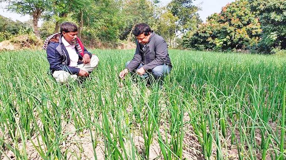 Over 13 lakh tonnes onion production expected in Rajshahi division