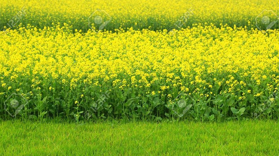 Mustard fields wear eye catching looks in Gaibandha