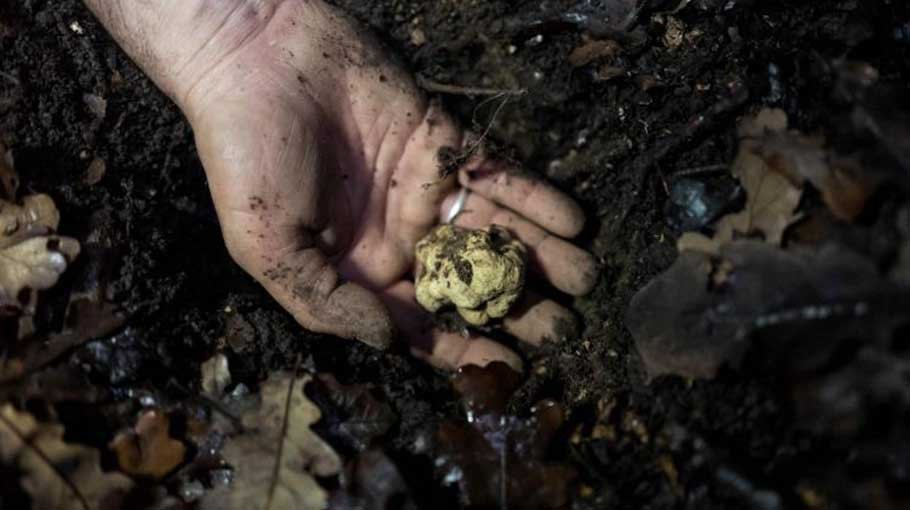 Italy bans truffle hunting after swine fever  outbreak poses risk