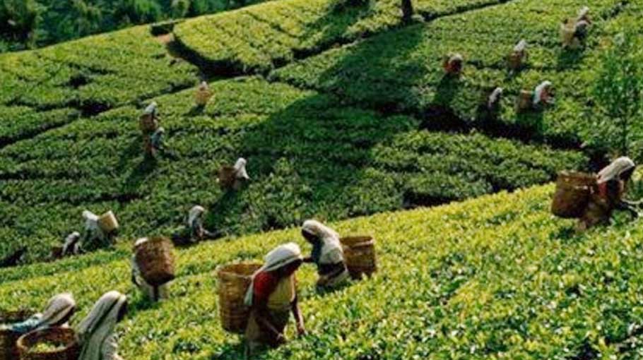 Record tea output despite pandemic