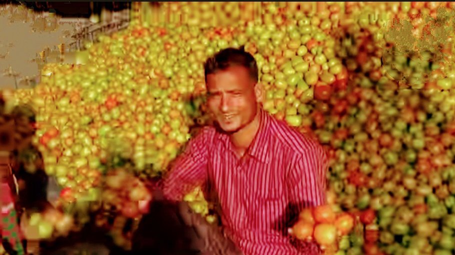 Bumper yield of tomatoes in Chitalmari