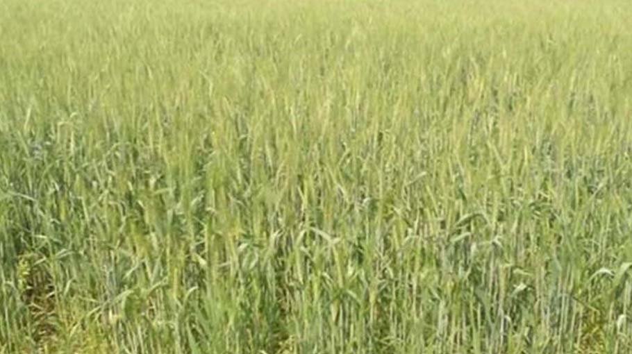 Over 3,180 hectares brought under wheat farming in Gaibandha