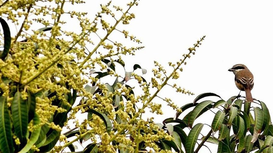 Early sprouting predicts bumper mango yield in Rajshahi