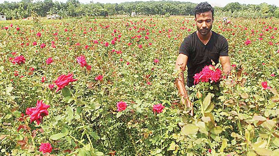 Flower growers in Jashore fear loss due to Omicron