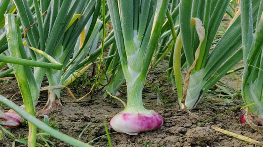 32,040 tonnes onion yield expected in Jamalpur