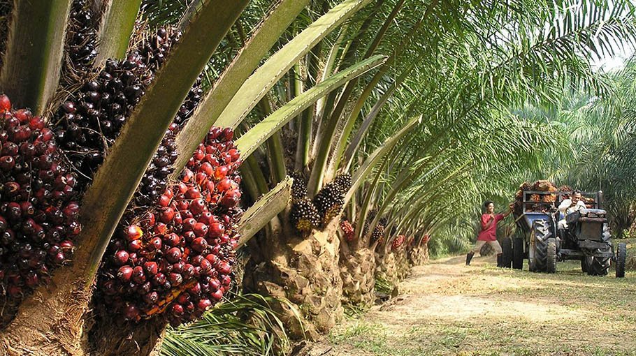 Palm oil use grows in Bangladesh with rapid urbanisation