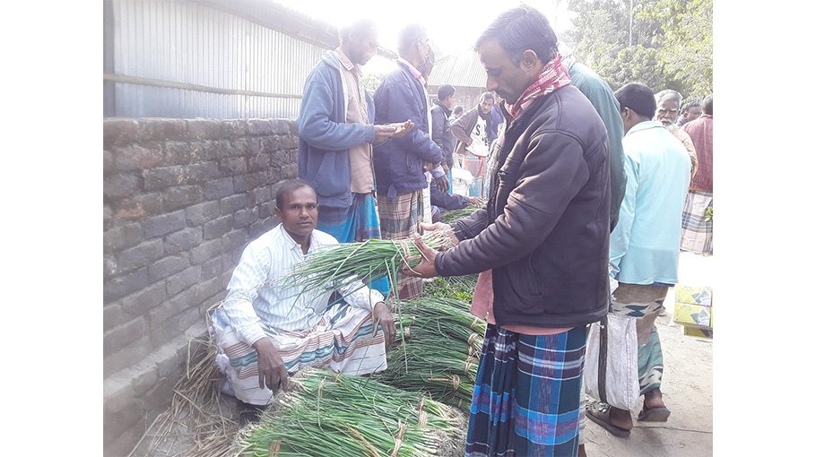 Onion seedlings sale gets momentum in Tetulia