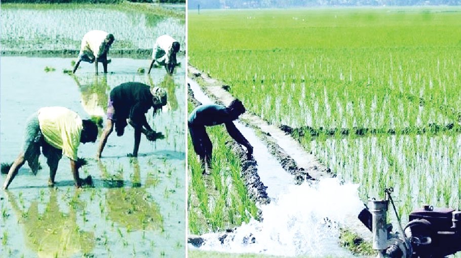 Farmers complete 55pc Boro  transplantation in Rangpur
