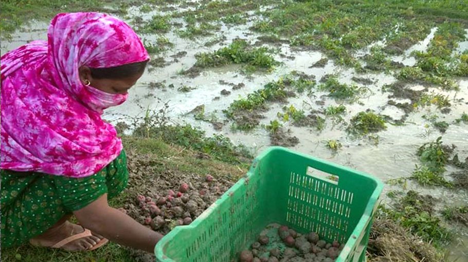 Rain increased fear of potato damage in Rangpur