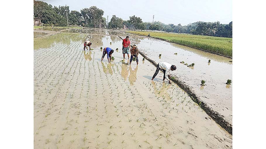 BRRI 84 paddy to benefit farmers in Jhenaidah