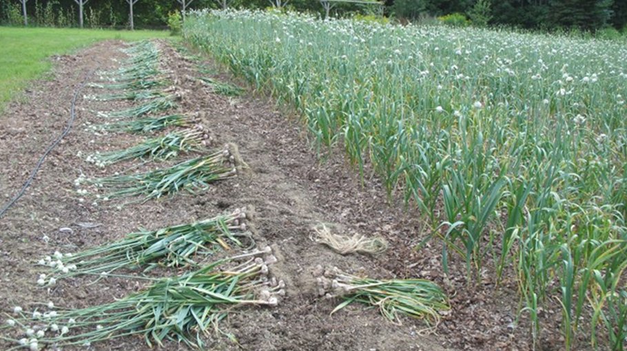 4.65 lakh tonnes of garlic yield likely in Rajshahi division