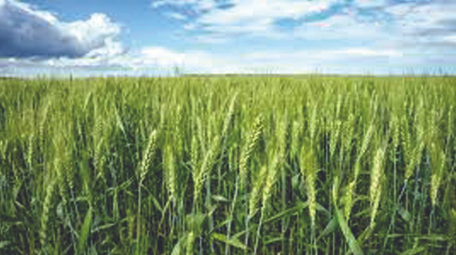 Additional wheat output expected in Jamalpur