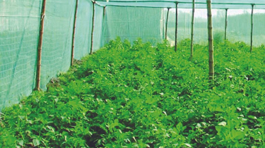 Tissue culture makes farmers delighted in Rajshahi