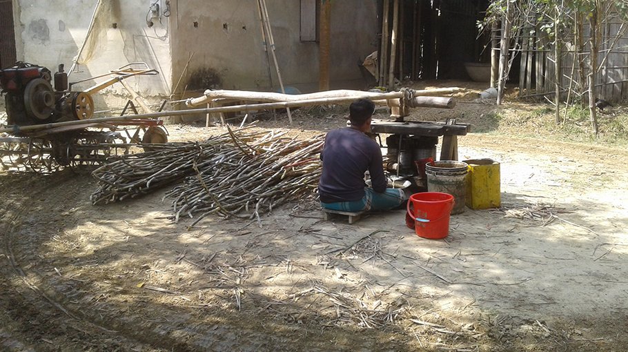 Modern machinery to thresh sugarcane