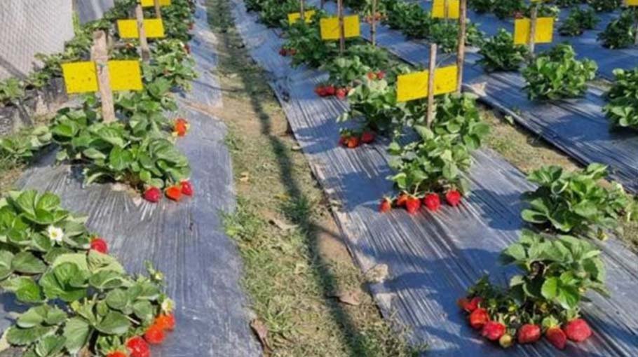 Strawberries being cultivated  in abandoned brick field