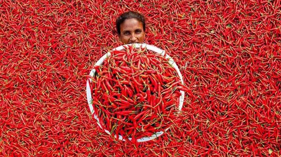Chilli production target for Chandpur set at 3,000 tonnes