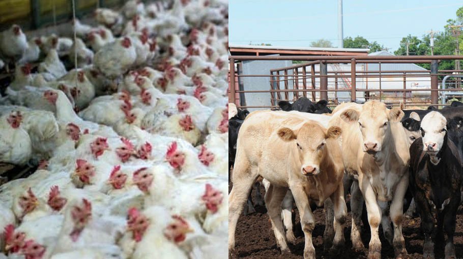 Factory farms destroy ecosystems