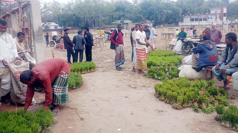 Seedling market gain momentum in the north