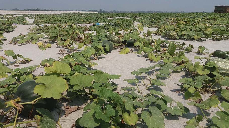 Sweet pumpkin farming brings cheers for Teesta char farmers 