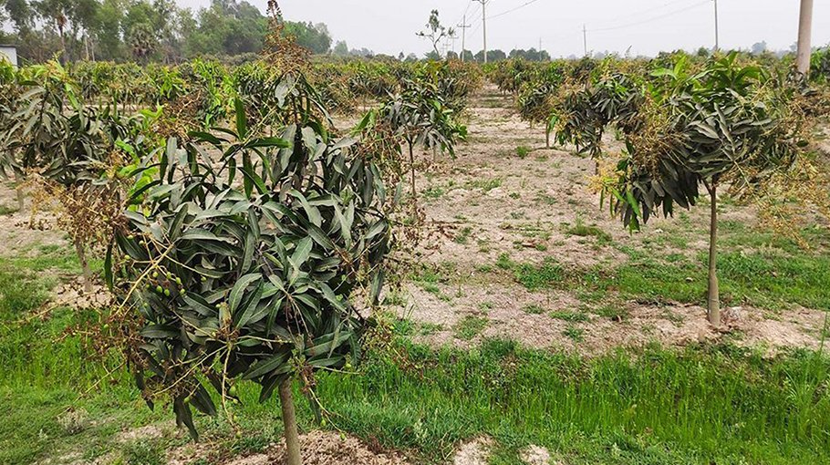 Bumper mango production likely in Rajshahi